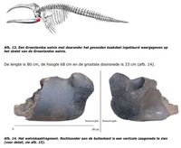 ATD#131 Walviskaak